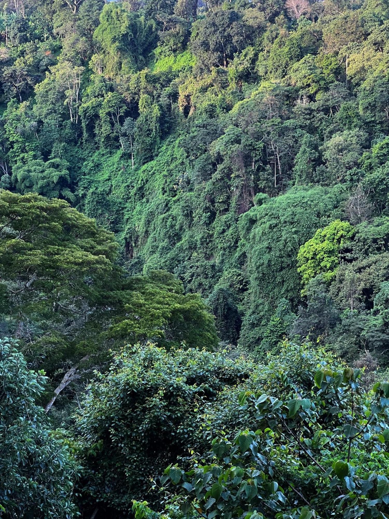 Kaliwa Lodge Moshi Dış mekan fotoğraf